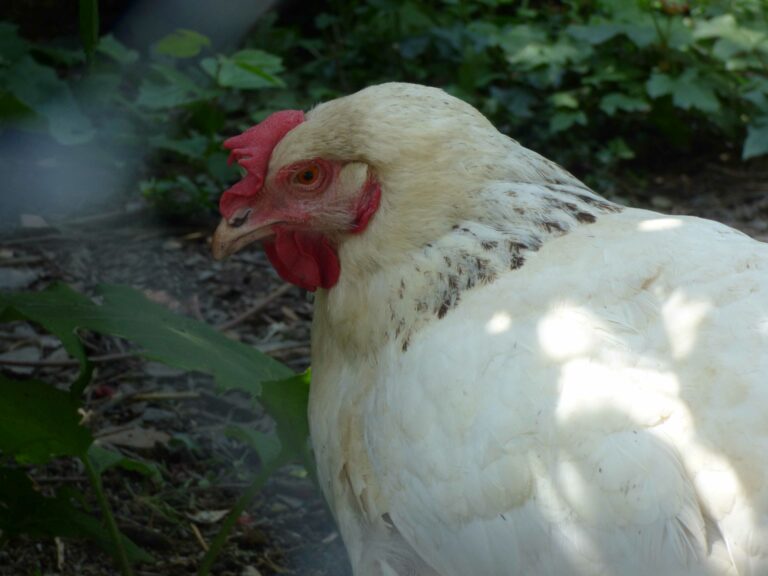 Poule du Domaine du Gasseau